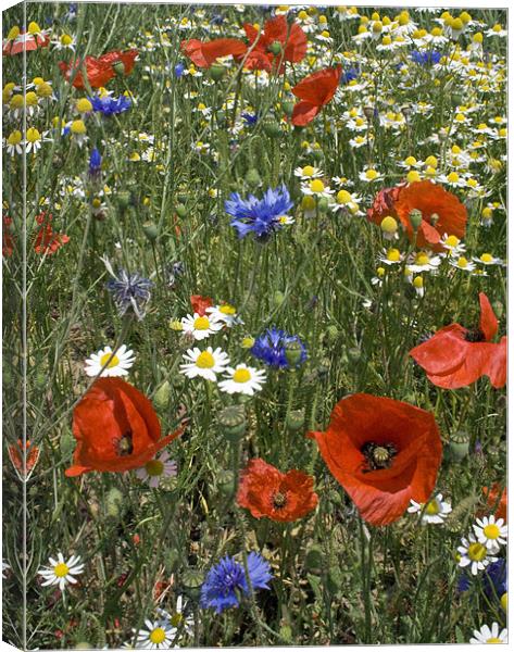 Growing wild Canvas Print by Howard Corlett