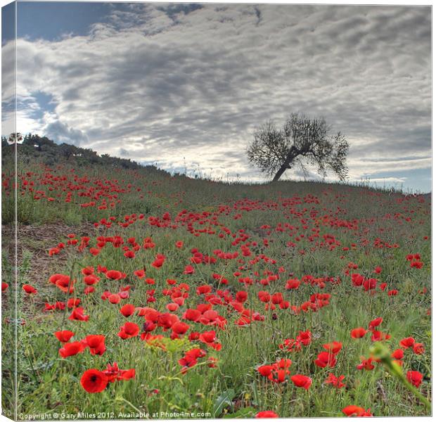 Axarquia Poppies Canvas Print by Gary Miles