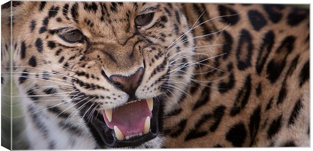 Too close for comfort Canvas Print by Simon Wrigglesworth