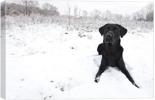 Black Labrador in the snow Canvas Print by Simon Wrigglesworth