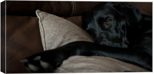 Dog Tired Canvas Print by Simon Wrigglesworth