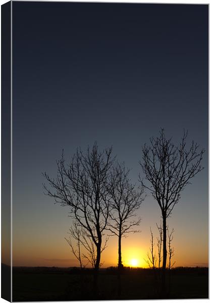 Trees at Sunset Canvas Print by Simon Wrigglesworth