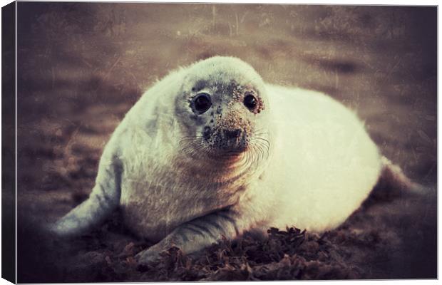 Seal Pup Canvas Print by Simon Wrigglesworth