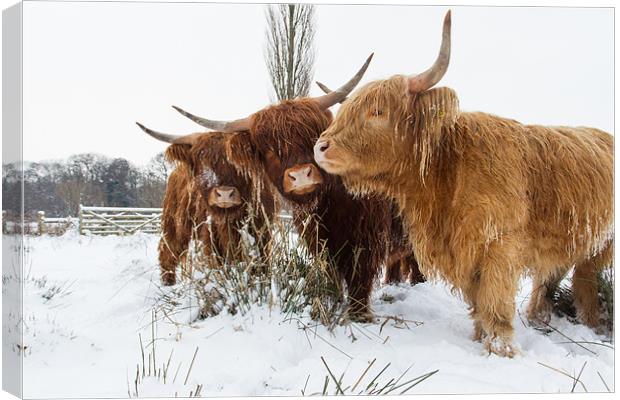 Highland Cattle Canvas Print by Simon Wrigglesworth