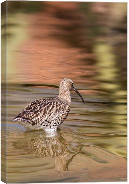 Wading - Curlew Canvas Print by Simon Wrigglesworth