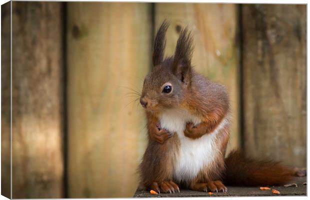 Red Squirrel Canvas Print by Simon Wrigglesworth