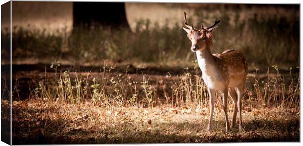 Fallow Deer Canvas Print by Simon Wrigglesworth