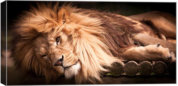 Cant be bothered - lion Canvas Print by Simon Wrigglesworth