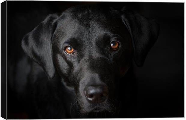 The eyes say it all Canvas Print by Simon Wrigglesworth
