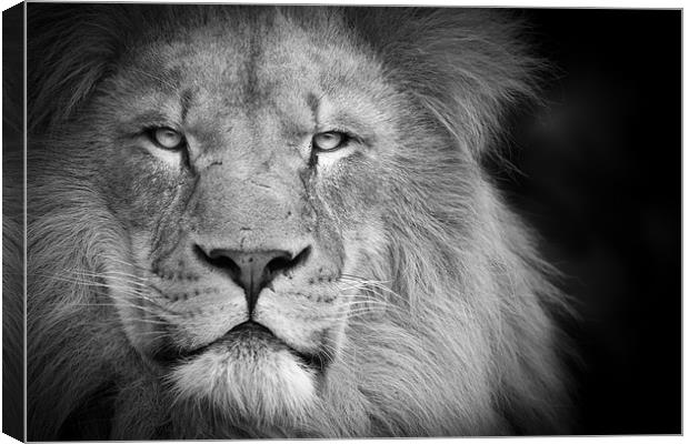 A lion staring Canvas Print by Simon Wrigglesworth