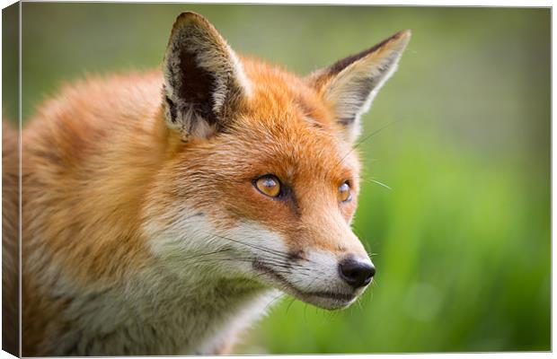 Red Fox Canvas Print by Simon Wrigglesworth