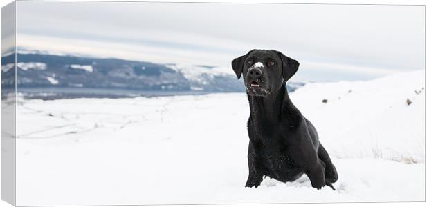 Black labrador in the snow Canvas Print by Simon Wrigglesworth