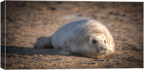 Seal Pup Canvas Print by Simon Wrigglesworth