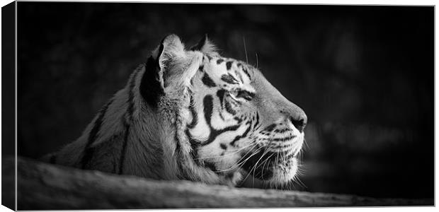 Tiger Canvas Print by Simon Wrigglesworth