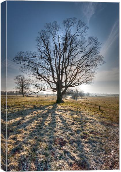 Frosty Start - lone tree Canvas Print by Simon Wrigglesworth