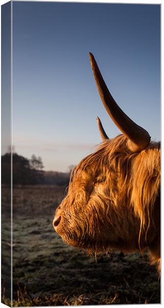 Highland cow at sunrise Canvas Print by Simon Wrigglesworth