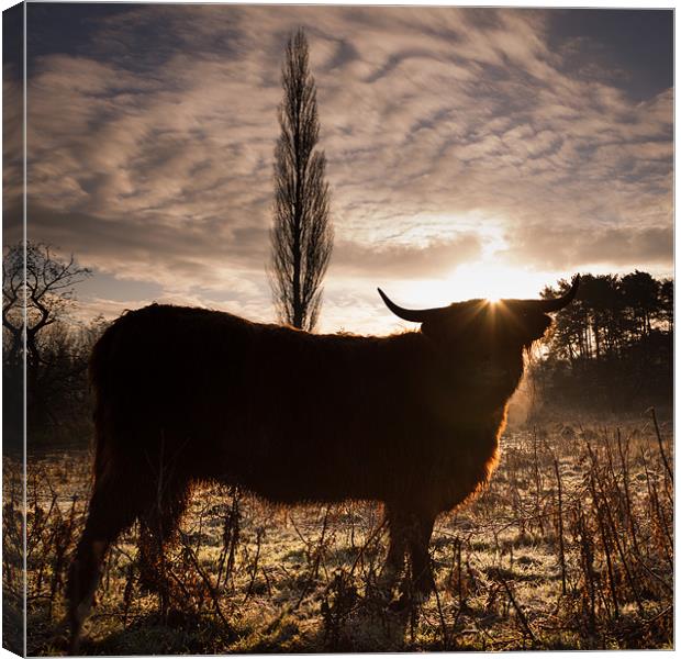 Highland cow sunrise Canvas Print by Simon Wrigglesworth