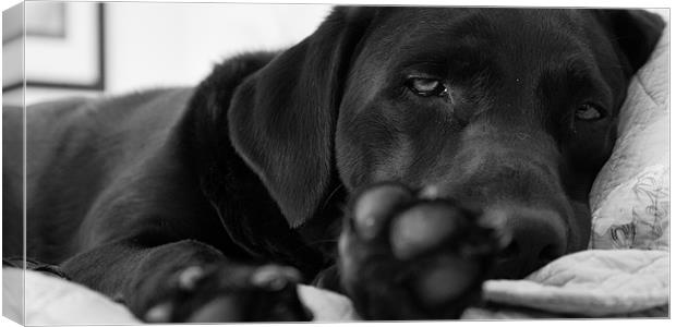 Sleepy labrador Canvas Print by Simon Wrigglesworth