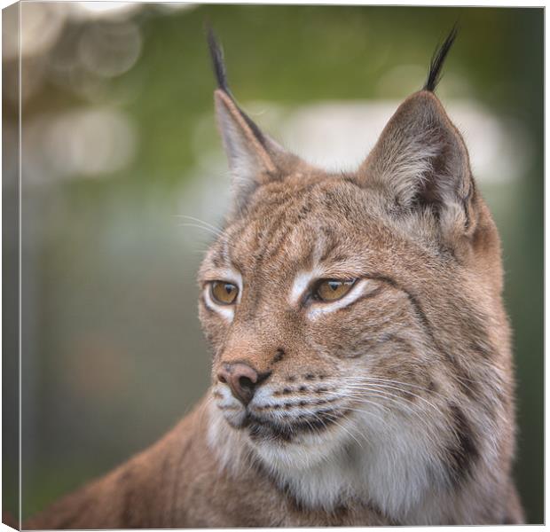 Eurasian Lynx Canvas Print by Simon Wrigglesworth