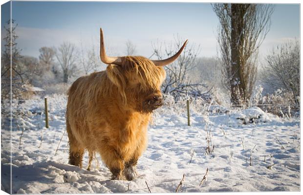 Highland Cow in the snow Canvas Print by Simon Wrigglesworth