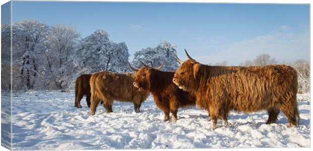 Highland cattle in the Snow Canvas Print by Simon Wrigglesworth
