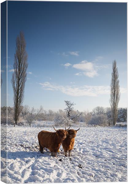 Highland Cows in snow Canvas Print by Simon Wrigglesworth