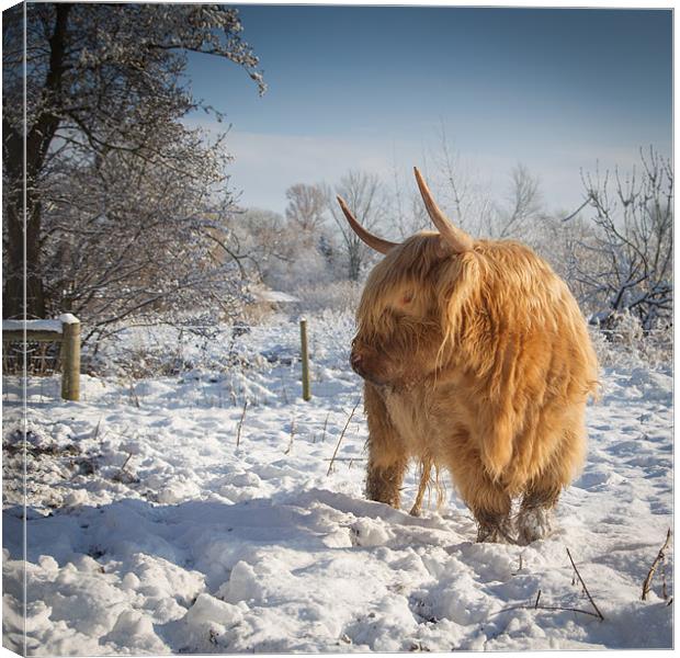 Hairy Cow in snow Canvas Print by Simon Wrigglesworth
