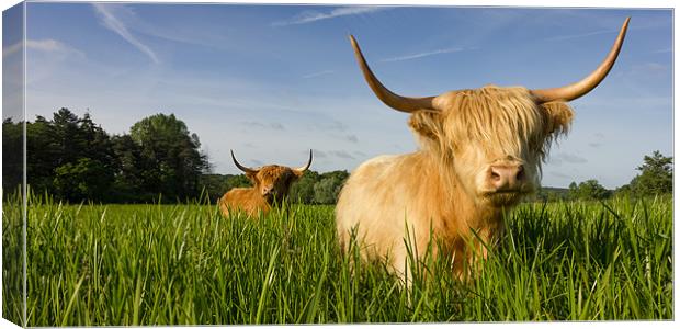 Highland Cattle - Summer Canvas Print by Simon Wrigglesworth