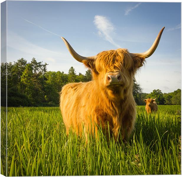 Highland Cow Canvas Print by Simon Wrigglesworth