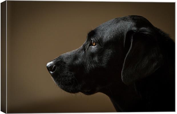 Black Labrador Portrait Canvas Print by Simon Wrigglesworth