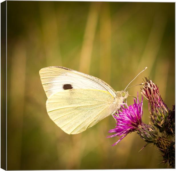Summer Meadows - Large White Canvas Print by Simon Wrigglesworth