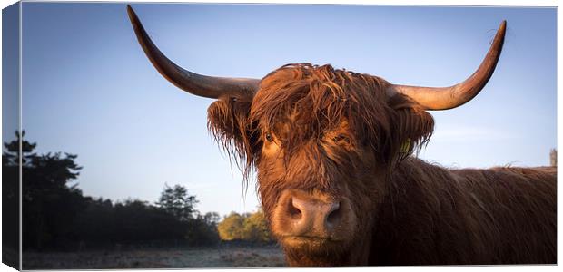 Highland cow portrait Canvas Print by Simon Wrigglesworth