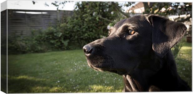 Evening Labrador Canvas Print by Simon Wrigglesworth