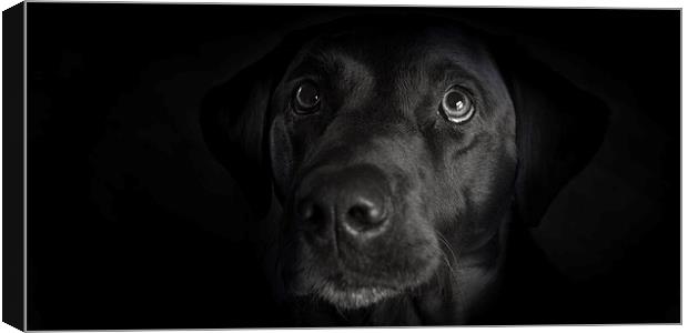 Dark - Black Labrador Canvas Print by Simon Wrigglesworth