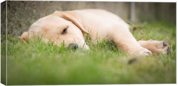 Snooze time - Golden Labrador Canvas Print by Simon Wrigglesworth