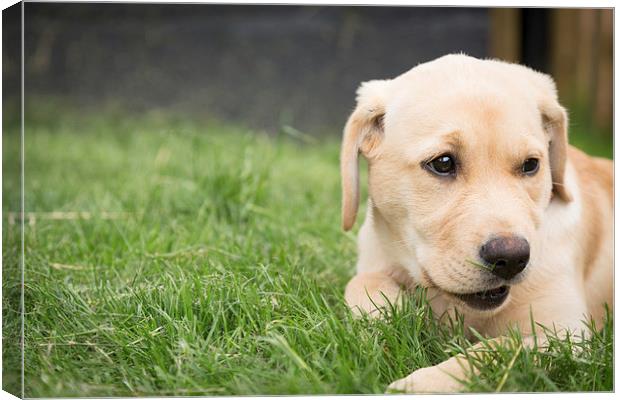 Yellow Labrador Canvas Print by Simon Wrigglesworth