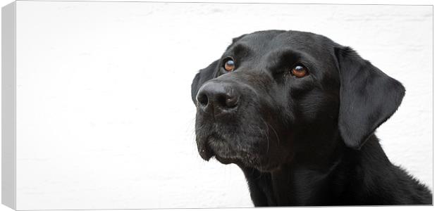 The Harry Dog Canvas Print by Simon Wrigglesworth