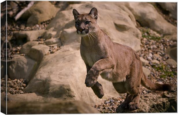 Leap Canvas Print by Simon Wrigglesworth