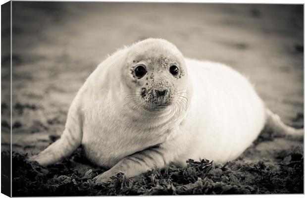 Lonely Seal Pup Canvas Print by Simon Wrigglesworth