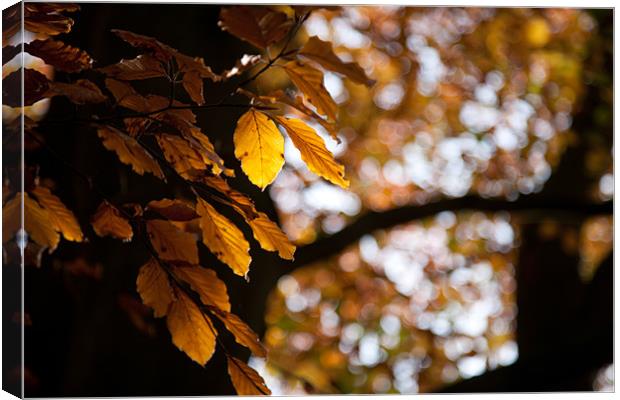 Autumn gold Canvas Print by Simon Wrigglesworth