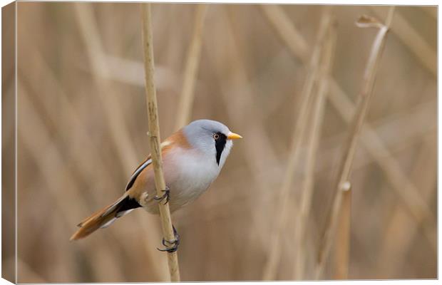 Bearded Tit Canvas Print by Simon Wrigglesworth