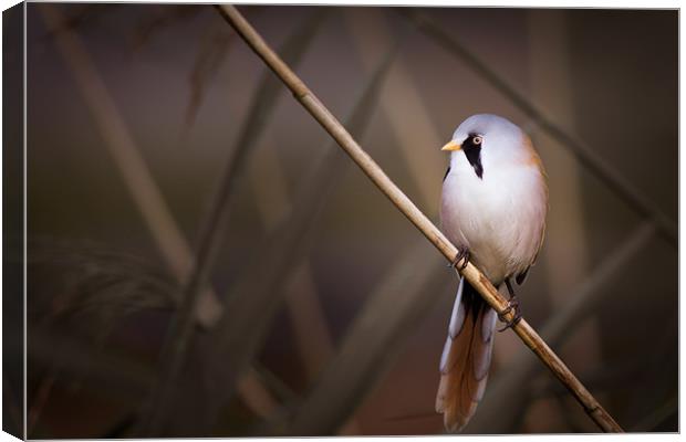Into The Light - Bearded Tit Canvas Print by Simon Wrigglesworth
