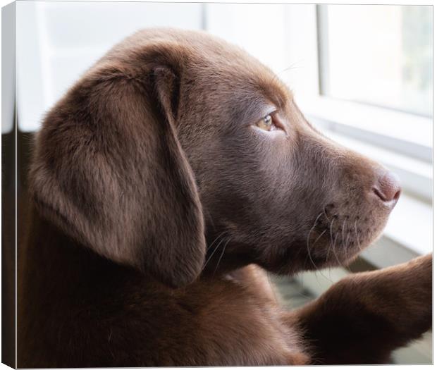 Chocolate Labrador  Canvas Print by Simon Wrigglesworth