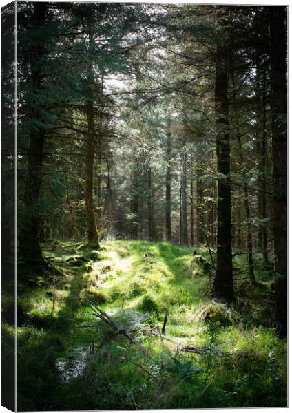 Forrest Glade Canvas Print by Simon Wrigglesworth