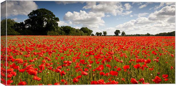 A Poppy or Two Canvas Print by Simon Wrigglesworth
