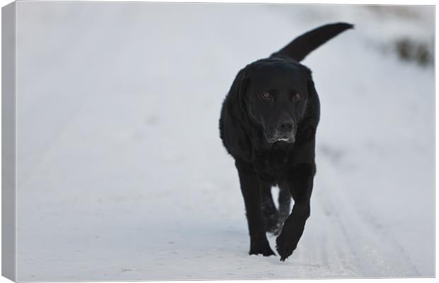 Winter Walk - Black Labrador Canvas Print by Simon Wrigglesworth