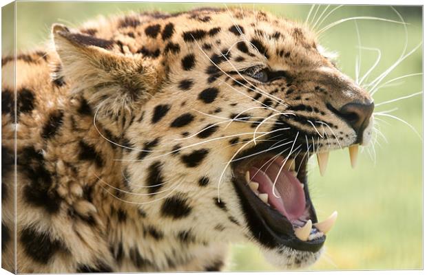 Laughing Leopard -Amur Leopard Canvas Print by Simon Wrigglesworth