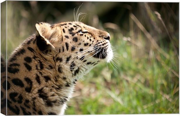 Suncatcher - Amur leopard Canvas Print by Simon Wrigglesworth