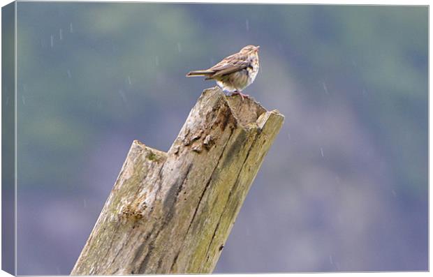 Spotted Flycatcher in the Rain Canvas Print by Paul Leviston