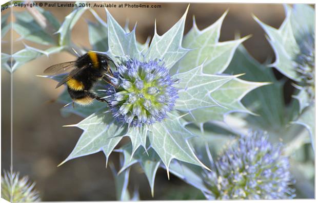 Bee And The Sea Holly Canvas Print by Paul Leviston